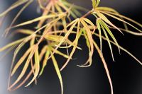 érable japonais, Acer palmatum 'Red Pygmy'