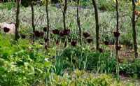 Haie sous-plantée de tulipes - Jardin de printemps avec plantation de bulbes spéciaux - Jankslooster, Geke Rook, Hollande