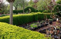 Zone de pépinière dans le jardin de printemps avec plantation de bulbes spéciaux - Jankslooster, Geke Rook, Hollande