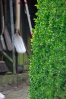 Outils de jardinage en remise et haie. Jardin de printemps avec plantation de bulbes spéciaux - Jankslooster, Geke Rook, Hollande