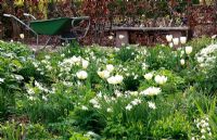 Parterre de fleurs sur le thème blanc avec des tulipes et des narcisses et une brouette en arrière-plan - Jardin de printemps avec la plantation d'ampoules spéciales - Jankslooster, Geke Rook, Hollande