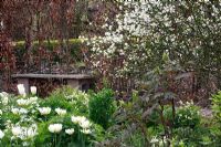 Parterre de fleurs à thème blanc avec tulipes et jonquilles - Jardin de printemps avec plantation de bulbes spéciaux - Jankslooster, Geke Rook, Hollande