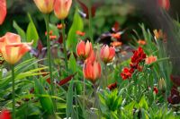 Tulipa et Erysimum. Jardin de printemps avec la plantation de bulbes spéciaux - Jankslooster, Geke Rook, Hollande