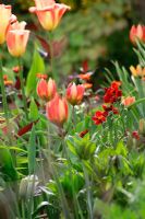 Tulipa et Erysimum. Jardin de printemps avec la plantation de bulbes spéciaux - Jankslooster, Geke Rook, Hollande