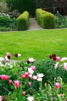 Jardin de printemps hollandais avec plantation de bulbes spéciaux - Tulipa 'Christmas Dream', Tulipa, 'Holland Princess ' et Tulipa' Ronaldo '- Jankslooster, Geke Rook, Hollande