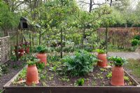 Rhubarbe poussant en forçant des bocaux avec Jacinthe 'Woodstock ' en arrière-plan. Dutch Spring Kitchen Garden.