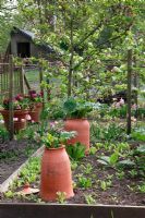 De plus en plus de rhubarbe forçant des pots avec Jacinthe 'Woodstock' et arbres fruitiers en arrière-plan. Jardin potager hollandais de printemps.