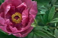 Paeonia suffruticosa