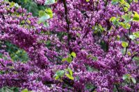 Cercis siliquastrum 'Bodnant'