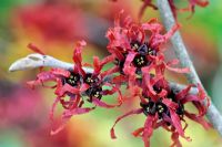 Hamamelis intermedia 'Diane'