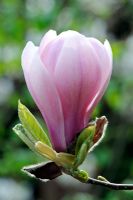 Magnolia denudata 'Forrests Pink'