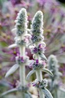 Stachys byzantina - Oreilles d'agneau, cornes d'agneau, langues d'agneau