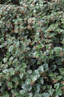 Rubus tricolor - Framboise coréenne
