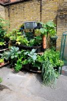 Légumes sur un système de culture vertical contre un mur, St Lukes Community Center, Clerkenwell, London Borough of Islington UK