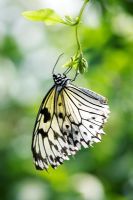 Idea leuconoe - papillon nymphe des arbres