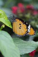 Danaus chrysippus - papillon tigre ordinaire - Future Gardens, Hertfordshire - Butterfly House