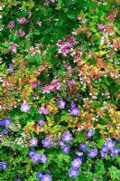 Parterre de fleurs de fin d'été avec Abelia x grandiflora, Géranium 'Rozanne', Clématite 'Alionushka' et Origanum vulgare 'Aureum'