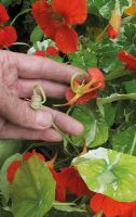 Fleur dépensée et gousse sur Tropaeolum - Capucine 'Peeping Tom '. Pincez les capitules de fleurs bouclées lorsque les pétales sont encore attachés avant que les gousses de graines ne gonflent ou que la floraison cesse.