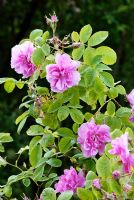 Rosa damascena - Rose de Damas