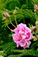 Rosa damascena - Fleur de rose de Damas parmi Tanacetum vulgare - Feuilles de tanaisie.