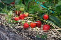 Fragaria - Fraises paillées avec de la paille