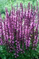 Salvia 'Sensation Deep Rose Improved'