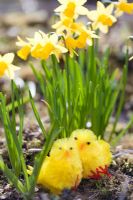 Fluffy Childrens 'poussins jouets de Pâques cachés dans le jardin de printemps