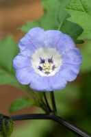 Nicandra Physalodes - Shoo Fly Flower