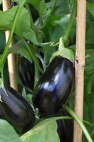 Solanum melongena - Aubergine 'Scorpion'
