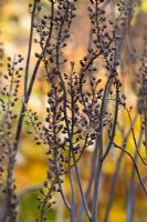 Têtes de graines d'Actaea racemosa en automne