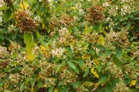 Têtes de fleurs brunes fanées de l'Hortensia 'Tardiva' en automne
