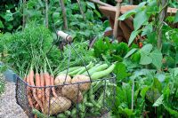 Potager d'été avec récolte de légumes de pommes de terre précoces, carottes et haricots larges, en fil de fer traditionnel. Norfolk, Royaume-Uni, juillet