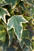 Hélice Hedera 'Midas Touch'