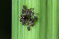 Lasius niger - Fourmi noire tendant les pucerons sur la feuille d'iris. Dorset, Royaume-Uni