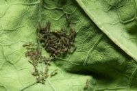 Mamestra brassicae - Larve de teigne du chou se nourrissant de feuilles de chou