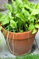 Légumes à croissance rapide Betterave 'Pronto' avec Oignon 'Apache' poussant en pot.