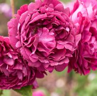 Rosa 'Falstaff' en juin à David Austin Rose Gardens, Shropshire, Angleterre, Royaume-Uni