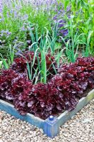 Laitue 'Bijou' et poireaux en bordure végétale surélevée - Sedbury Park Secret Garden, Orchard House, Sedbury Park, Monmouthshire