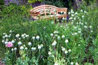Pépins de Papavar somniferum 'Paeoniiflorum Group' et frondes d'asperges dans le jardin potager clos - Sedbury Park Secret Garden, Orchard House, Sedbury Park, Monmouthshire