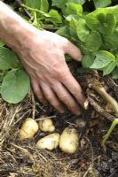 Solanum tuberosum 'International Kidney' - Pommes de terre sans fouille, paillées avec de la paille, juillet