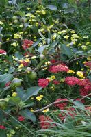 Pommiers enjambeurs plantés d'Achillea, d'Anthemis et de graminées. 'Food 4 Thought' - Médaillé d'or - RHS Hampton Court Flower Show 2010