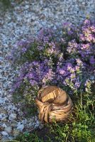 Thymus serpyllum 'Russetings' à côté d'un chemin de Cockleshell et d'un poteau de bordure attaché à la main avec du saule. 'It's Only Natural' - Médaillé d'argent doré - RHS Hampton Court Flower Show 2010