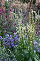 Verbascum chaixii 'Album' avec Campanula persicifolia et Knautia macadonica. 'It's Only Natural' - Médaillé d'argent doré - RHS Hampton Court Flower Show 2010