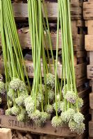 Fleurs d'ail suspendues pour sécher - The Garlic Farm, RHS Hampton Court Flower Show 2010