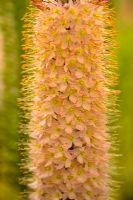 Eremurus ruiter hybride