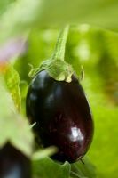 Solanum melongena 'Hybride Giotto F1'