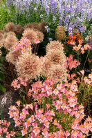 Alstromera 'New Light Hybrid', Allium 'Jackpot' et Galega dans les parterres d'été des jardins Merriments