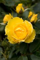 Rosa 'Golden Wishes'