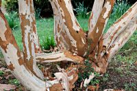 Luma apiculata - Myrte chilien, à Marwood Hill Gardens, North Devon