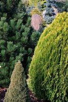 Le Thuja occidentalis doré 'Southport' avec le cône serré de Picea glauca 'Jeans Dilly' et Pinus leucodermis 'Zwerg Schneverdingen' au Foxhollow Garden près de Poole, Dorset